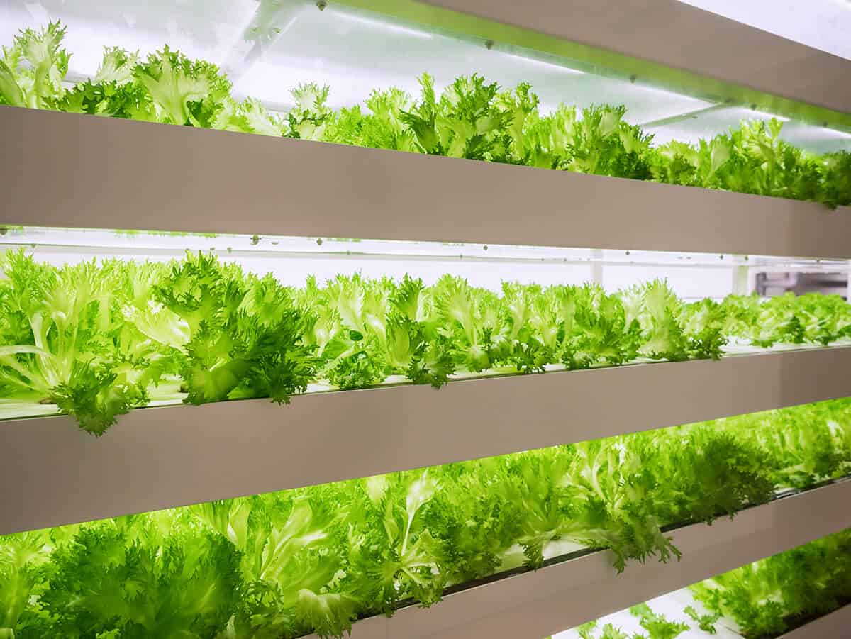 Indoor vertical garden farming